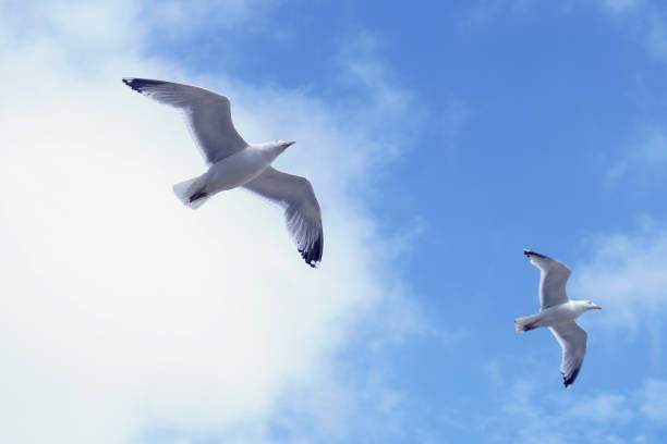istock Seabirds flying over the ocean in the UK 1329227304