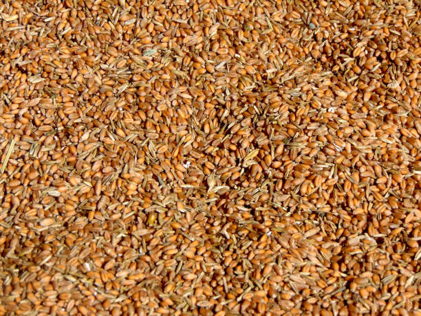 istock wheat grains after harvest - farm 1329229590