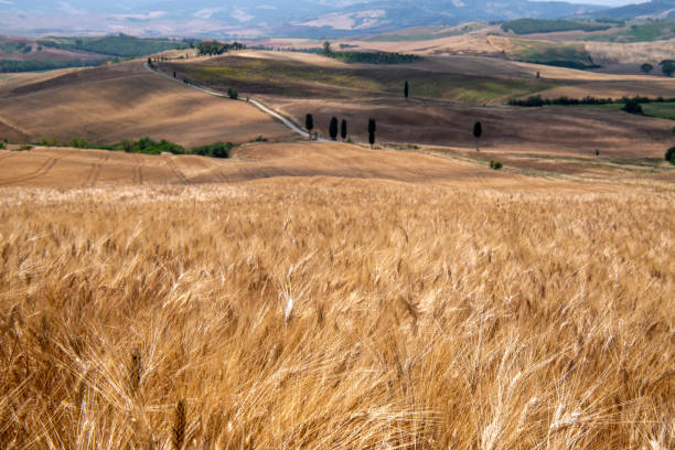cypress road with wheat fields Gladiator`s Road - val d'orcia Tuscany, Italy