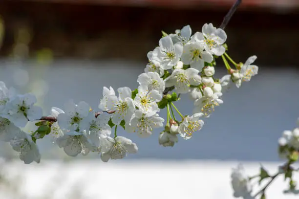 Prunus cerasus flowering tree flowers, group of beautiful white petals tart dwarf cherry flowers in bloom in sunlight