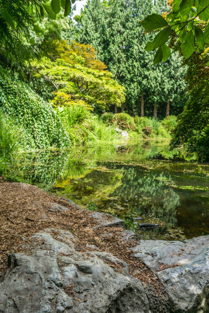 istock Seattle Garden Pond 4 1329231216