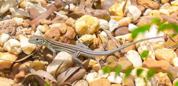 Photo of Male eastern six-lined racerunner (Aspidoscelis sexlineata sexlineata) is diurnal and insectivorous. They are wary, energetic, and fast moving, with speeds of up to 18 mph (29 kmh), darting for cover