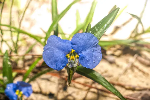 Blue flower of Erect dayflower (Commelina erecta) occurs throughout Florida.  This is a native species, common to a wide variety of dry upland sites. Yellow stamens, morning dew