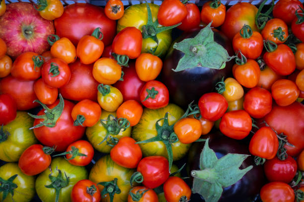 istock Plastic rectangular shape basket with fresh harvest fruits, group of ripened red and yellow green tomatoes, eggplant and apple 1329234210