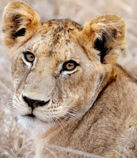 Close lion in National park of Kenya, Africa