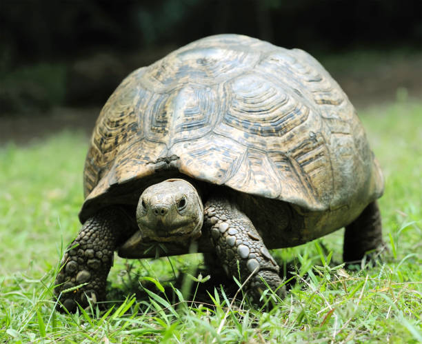 tortuga espoleada africana (geochelone sulcata) en la hierba - turtle grass fotografías e imágenes de stock