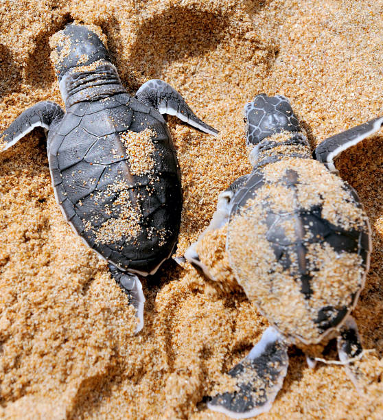 istock Baby turtles moving towards the ocean 1329235582