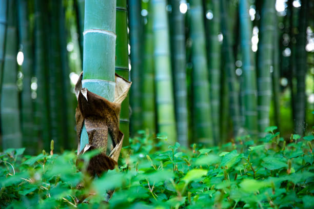 istock Beautiful bamboo forest at the traditional park daytime long shot 1329236321