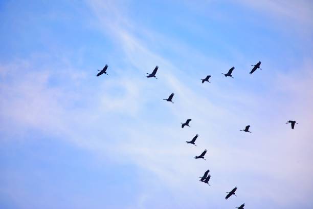 istock Flock of birds against blue sky 1329236631