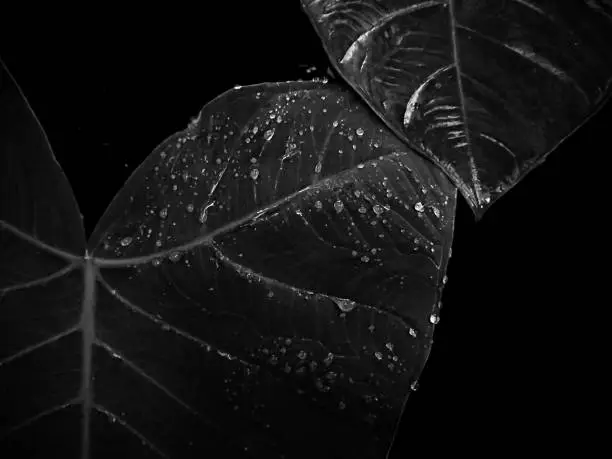 Photo of Rain drops on leaf closeup Nature Background