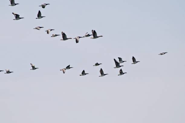 istock Flock of birds against blue sky 1329236677