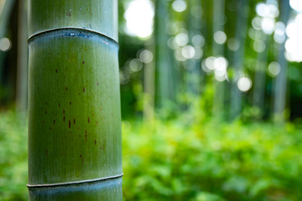 istock Beautiful bamboo forest at the traditional park daytime closeup 1329236852