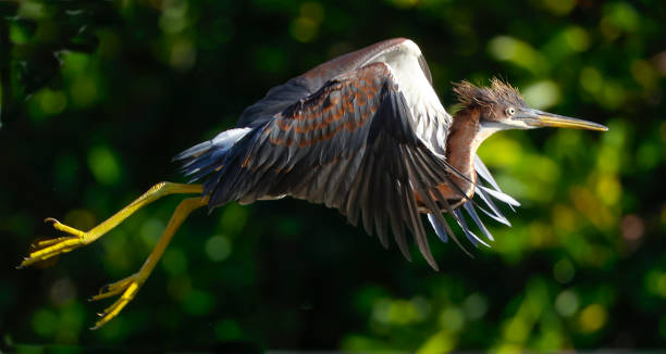 フロリダ湿地で飛行中のアンヒンガ - anhinga ストックフォトと画像