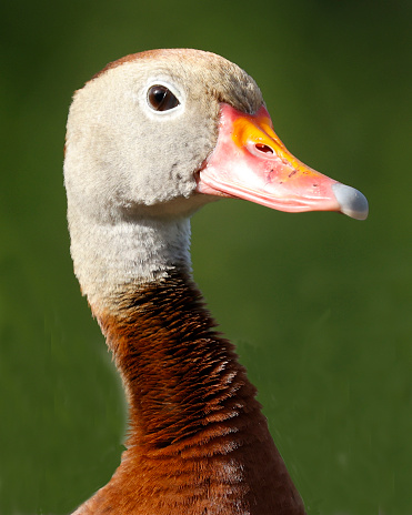 Black Bellied Whistling Duck in the Florida Wetlands