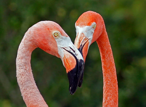 istock Pink Flamingo 1329237888