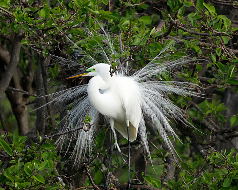 Rear view of white little egret with spread wings in wetland.