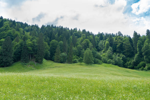 istock An alpine meadow in Bavaria 1329238351