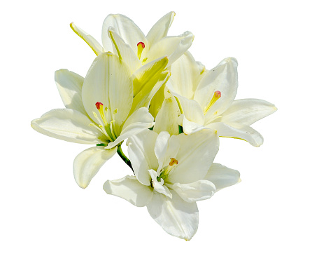 lilies of the valley isolated on white background. Composition