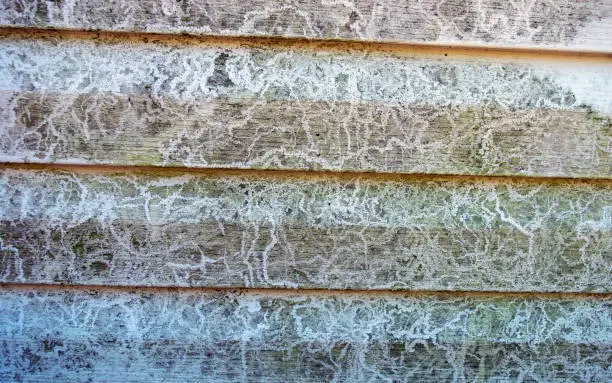 Mildew has gained a foothold on the vinyl siding of this Missouri country home. Might be time to call in a professional house washer.