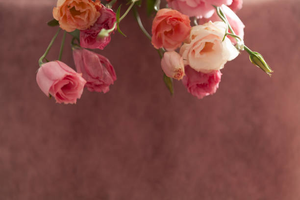istock Pink and cream eustoma flowers on faded pink background 1329240633