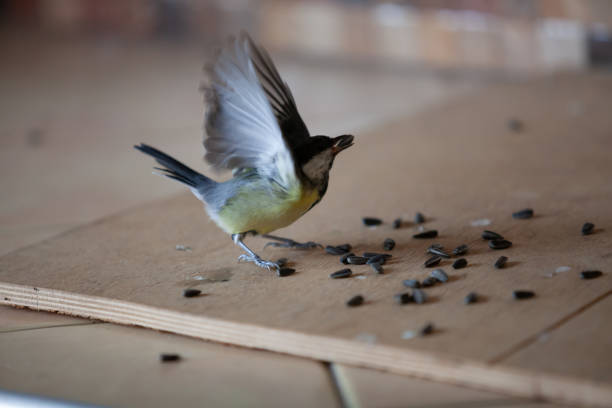 Titmouse takes off with seed in its beak