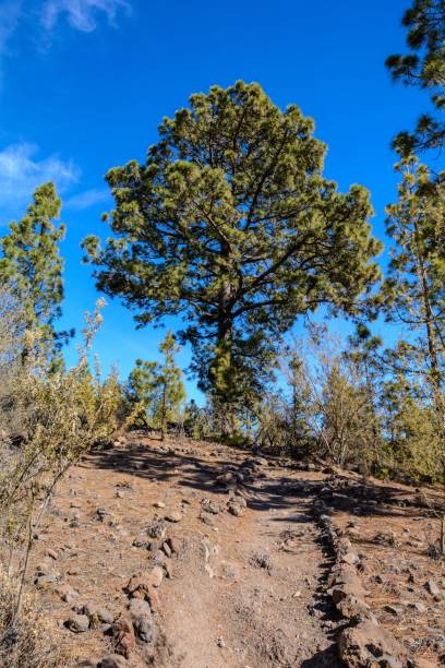 istock tree and path to the mountains. Tenerife Spain 1329241337