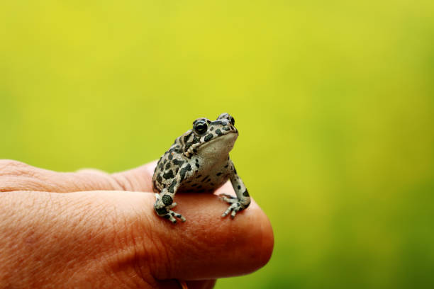 istock Closeup of human hand holding a tiny frog on a green blurred background 1329242568
