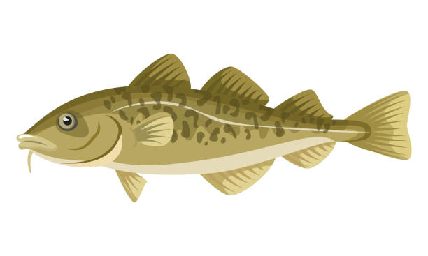 stockillustraties, clipart, cartoons en iconen met cod fish on white background, seafood. - trekzalm
