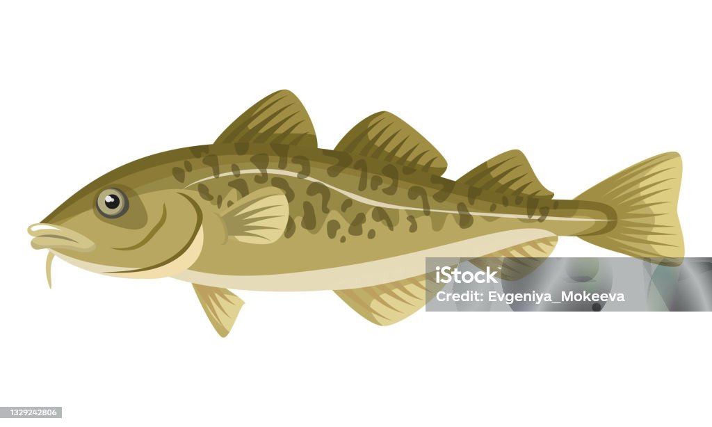 Free Vector Cod Fish Cod Fish On White Background Seafood Stock Illustration - Download ...