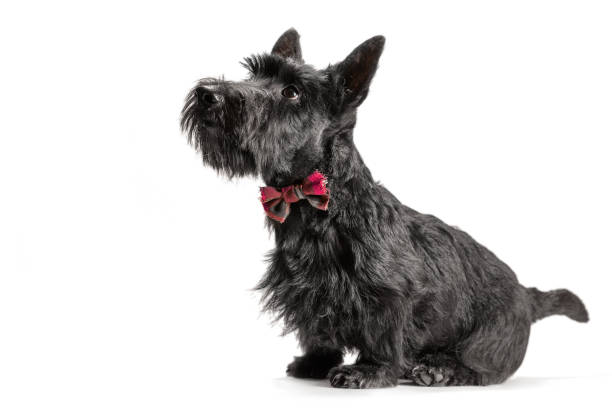 istock black scottish terrier puppy on a white background 1329243074