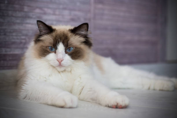 istock Young beautiful purebred Ragdoll cat at home 1329243749