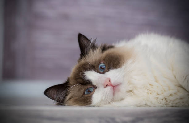 istock Young beautiful purebred Ragdoll cat at home 1329243756