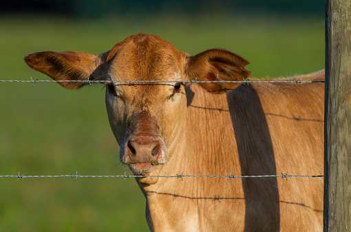 Tan domestic cow with big ears, eating weeds in mouth, looking at camera, wet nose, bokeh background, pasture grazing, north Florida livestock, behind barbed wire