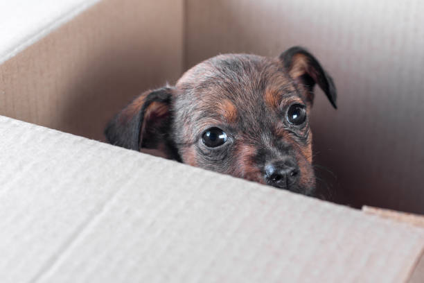 istock sad mongrel puppy foundling in a cardboard box 1329244676
