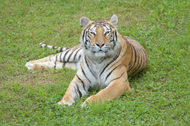 istock Bengal tiger looking at the camera. 1329247800