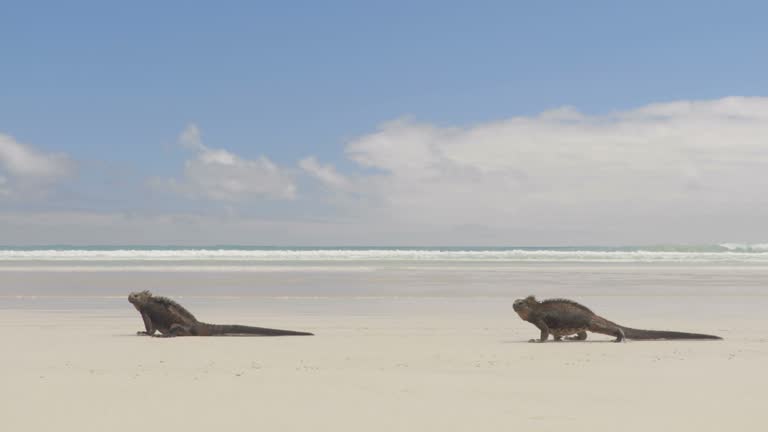 Galapagos Marine Iguana walking on Tortuga bay. Many Marine iguanas on beach on Santa Cruz Island, Galapagos Islands. Animals, wildlife and beautiful nature landscape in Ecuador, South America.