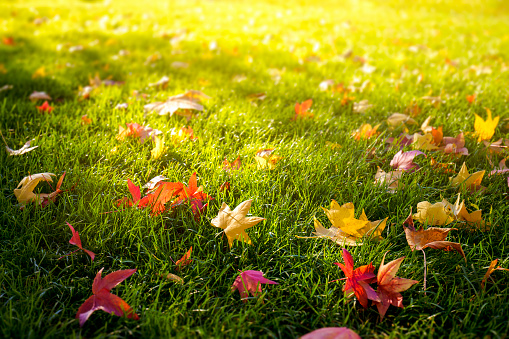 Colorful fall leaves as background.