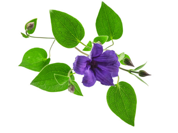 istock clematis branch with green leaves and blue flowers, isolate on a white background 1329250319