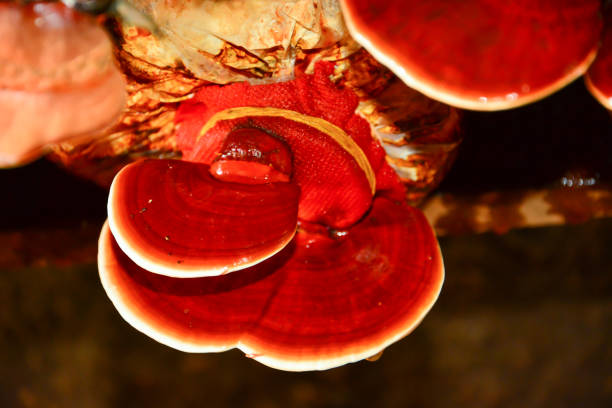 Oyster mushrooms growing in sawdust
