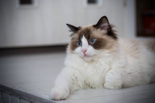 istock Young beautiful purebred Ragdoll cat at home 1329251081