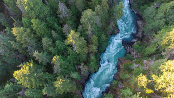Aerial view of a river flowing through a temperate rainforest stock photo