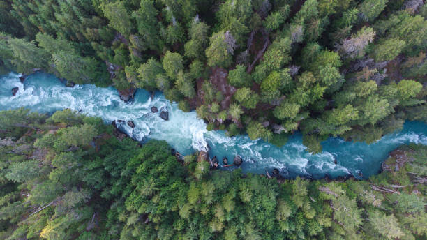 Aerial view of a river flowing through a temperate rainforest Drone view of a lush green coastal forest. Beauty in nature. Environmental conservation backgrounds. Cheakamus River in Whistler, Canada. flowing stock pictures, royalty-free photos & images