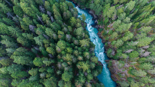 istock Aerial view of a river flowing through a temperate rainforest 1329251245