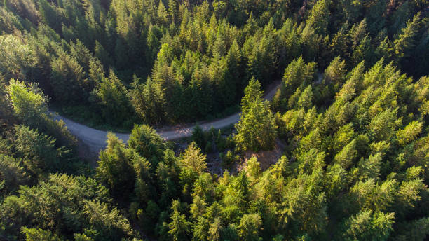 aerial view of a pristine forest - logging road imagens e fotografias de stock