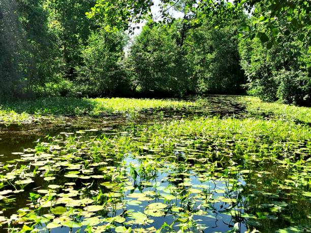 istock Lake with flowers 1329251318