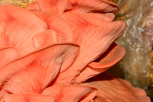 istock Pink oyster mushrooms growing in sawdust 1329251353