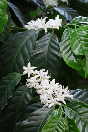 white flowers, coffee tree (coffea arabica) blossom