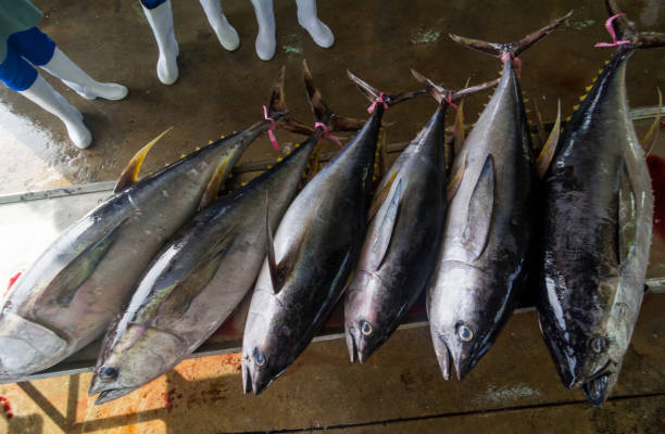 istock Fresh tuna for sale 1329253613