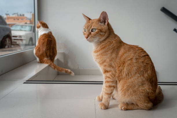 istock two domestic brown cats by the front door 1329253750