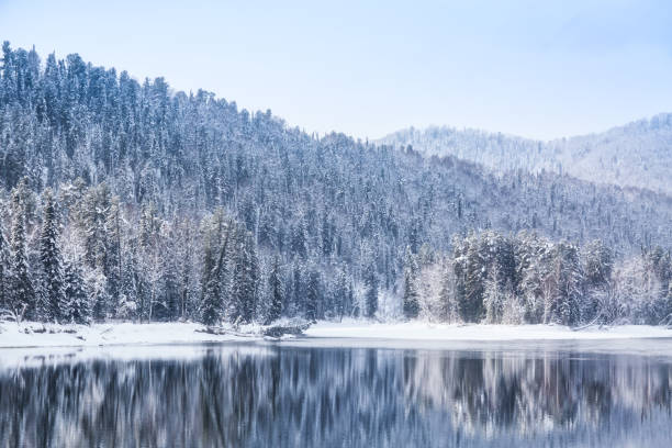 Winter forest river landscape. Snow covered trees and river with reflections against mountain. Altai Republic, Russia. Winter forest river landscape. Snow covered trees and river with reflections against mountain. Altai Republic, Russia western siberia stock pictures, royalty-free photos & images